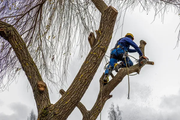 Tree Removal